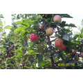 Chinese Sweet Taste Fresh Delicious Red huaniu apples wholesale